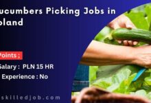 Cucumbers Picking Jobs in Poland