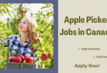 Apple Picker Jobs in Canada