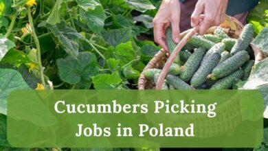 Cucumbers Picking Jobs in Poland
