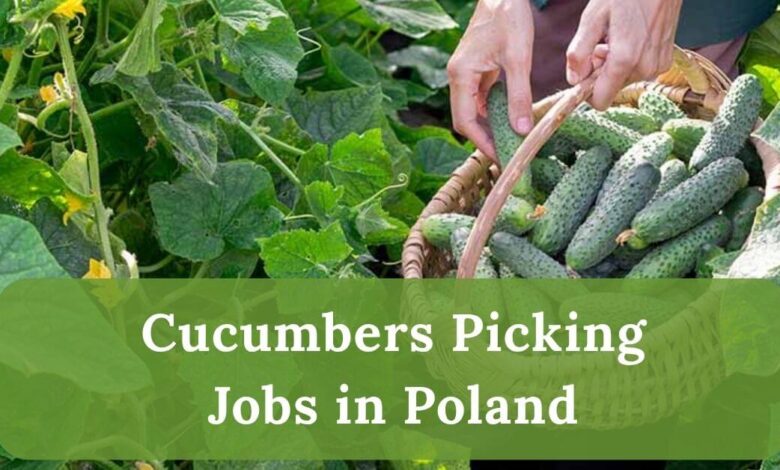 Cucumbers Picking Jobs in Poland