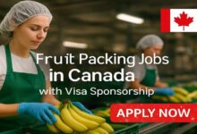 Fruit Packing Jobs in Canada with Visa Sponsorship