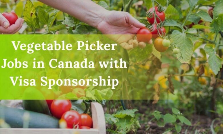 Vegetable Picker Jobs in Canada with Visa Sponsorship