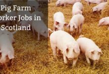 Pig Farm Worker Jobs in Scotland
