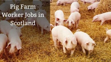 Pig Farm Worker Jobs in Scotland