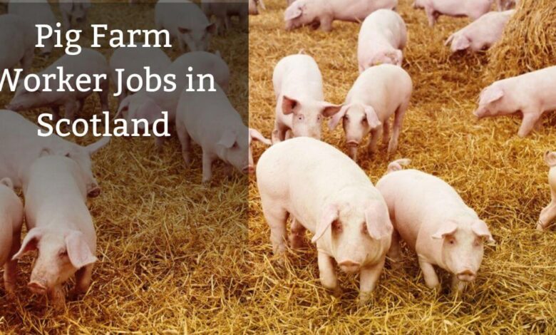 Pig Farm Worker Jobs in Scotland