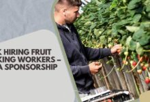 UK Hiring Fruit Packing Workers – Visa Sponsorship