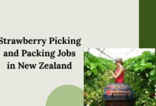 Strawberry Picking and Packing Jobs in New Zealand