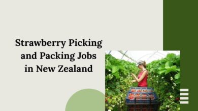 Strawberry Picking and Packing Jobs in New Zealand