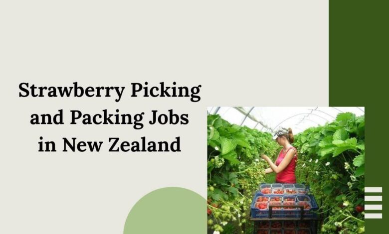 Strawberry Picking and Packing Jobs in New Zealand