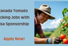 Canada Tomato Picking Jobs with Visa Sponsorship