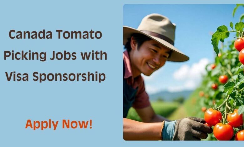 Canada Tomato Picking Jobs with Visa Sponsorship