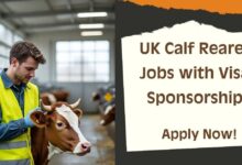 UK Calf Rearer Jobs with Visa Sponsorship