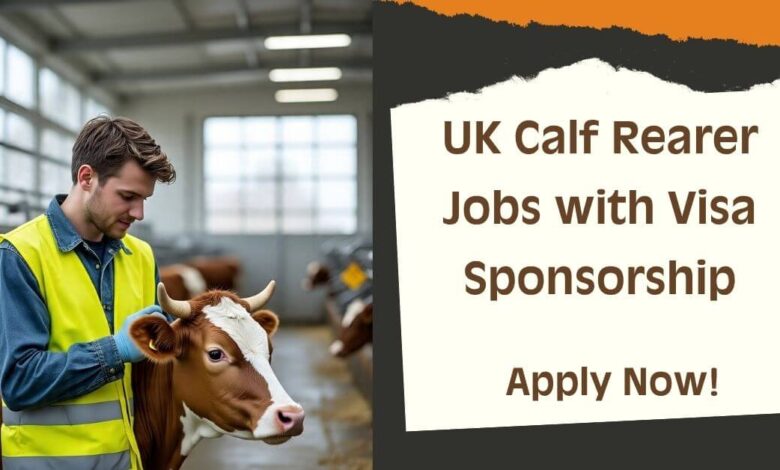 UK Calf Rearer Jobs with Visa Sponsorship